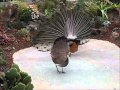 Peacocks Through the Years
