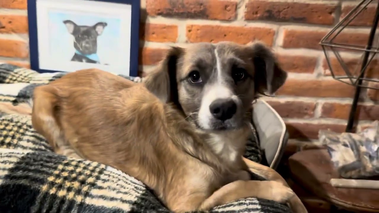 Enlarge Maple, an adopted Mixed Breed in Encino, CA video 6/6
