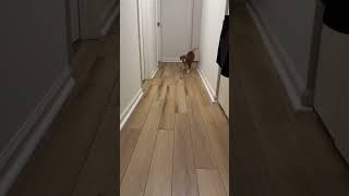 Video preview image #1 Mutt Puppy For Sale in Spotsylvania, VA, USA
