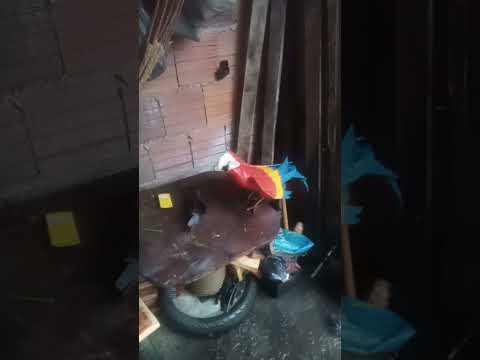 graças adeus muita chuva aqui no Piauí Ilha Grande do Piauí