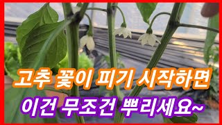 고추꽃이 피기 시작하면 이걸 꼭 뿌려줘야 합니다~고추재배 방법,고추 병충해 담배나방약 살충제 살균제 목초액 …