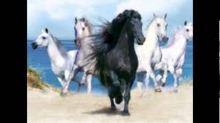 Horse music vid.The High Kings:Shamrock Shore