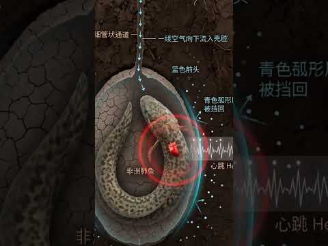 Why African lungfish can lie dormant underground for years