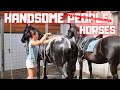Only Handsome People Uhh Horses Friesian Horses