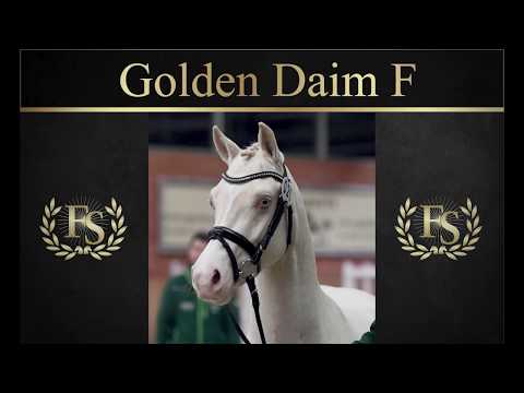 Golden Daim F | Hengstschau 2020 | Ferienhof Stücker
