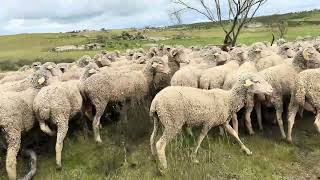 Dando una vuelta alas descorderadas