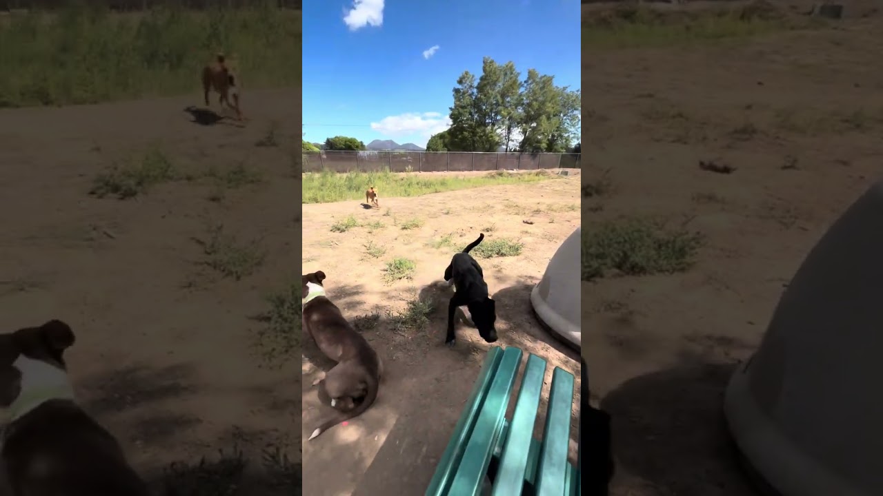 Enlarge Magnet, a Adoptable Mixed Breed in Flagstaff, AZ video 6/6