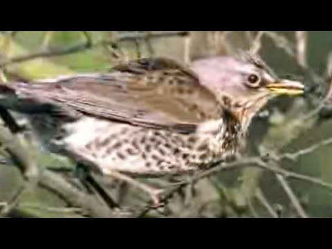 Fieldfare Birds Defend their Young Against a Raven | David Attenborough | BBC Studios