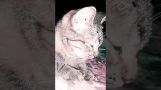 Download lagu story wa lirik lagu galau (haruskah aku mati.) mp3