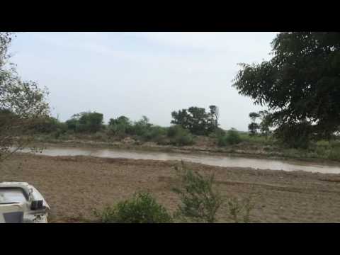 100 Yard Dove Shot- Hunting with FX Royale 500 Airgun