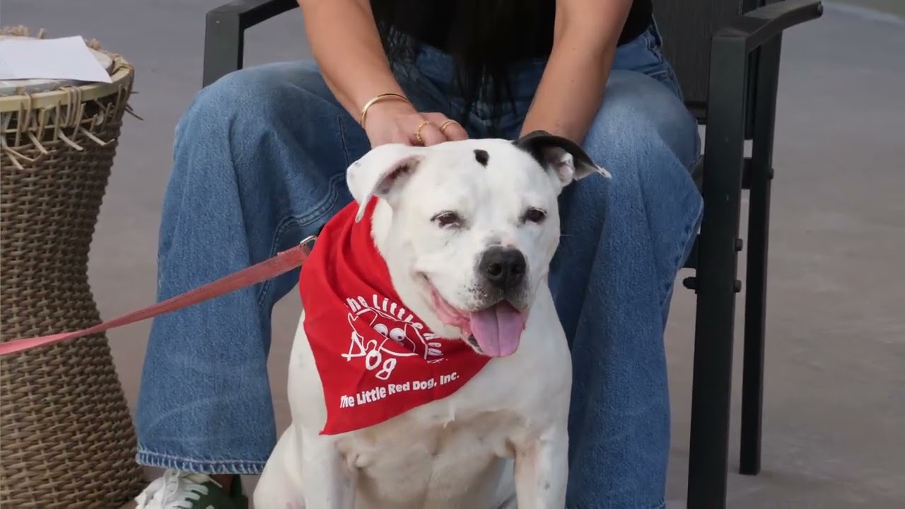 Enlarge Molly - Adopt Me!, a Adoptable American Staffordshire Terrier in Lake Forest, CA video 6/6