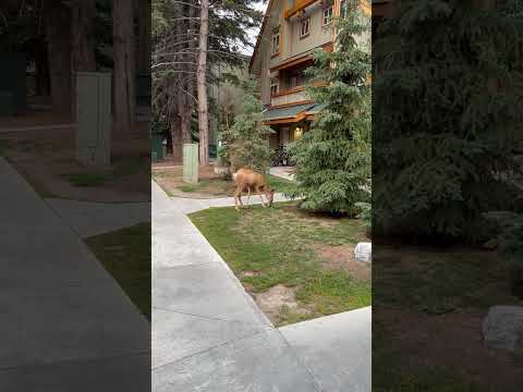 Housefront Grazing: Young Moose in Banff National Park #shorts #banff #2024 #animals