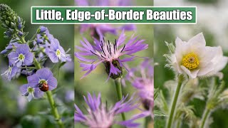 9 Perennial Gems for Front of Garden Border | 6 for Sun & 3 for Shade