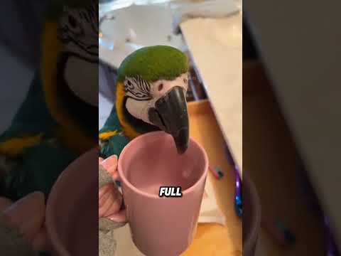 Kluge und süße Turteltauben #Tiere #lustigesTier #lustig #süß #Turteltauben