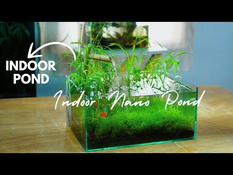 i Made a Mini Indoor Pond for Tiny fish, here's how!