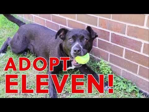 Eleven (AO26445), an adopted Labrador Retriever Mix in Kansas City, KS_image-1