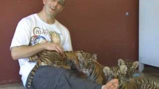 preview picture of video 'Cute Tiger Cubs - Chiang Mai'