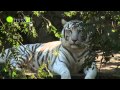 Audubon Zoo Tour - New Orleans, Louisiana
