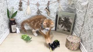 サイベリアンの動画01