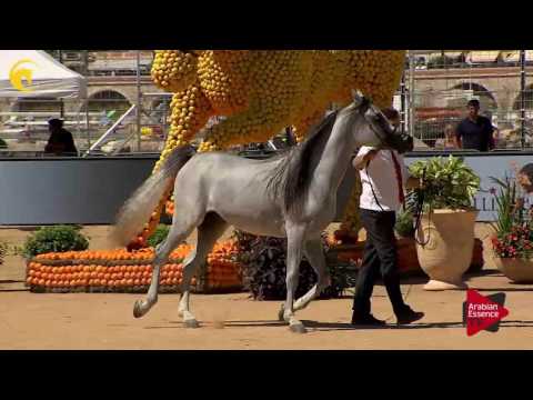 N.115 NASEEM AL RASHEDIAH - MENTON 2017 - Colts 3 years old (Class 8)