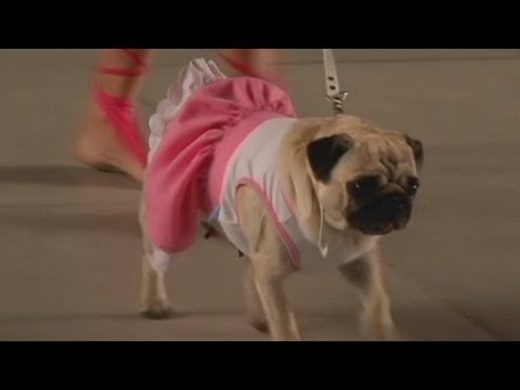Dogs strut their stuff at fashion show in Argentina