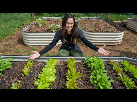 Are you planting your vegetables too close together? (spacing for better harvests)