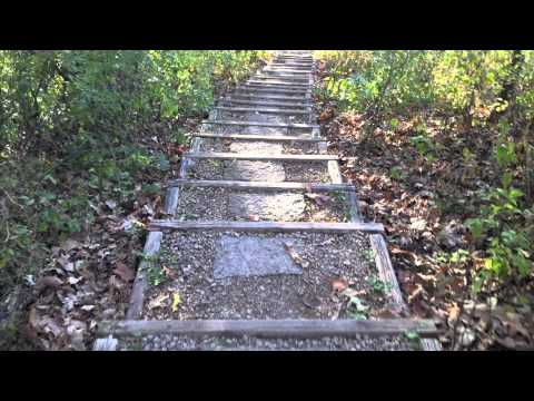 The Pug Team- Ed Sheeran