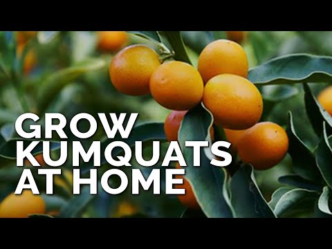 image-What is the size of a tart kumquat?