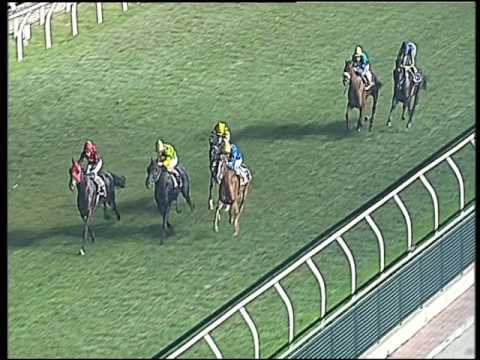 Galoppo 28/12/2016 - 4ª corsa