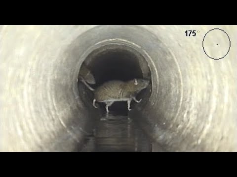 jak szczury w kanałach