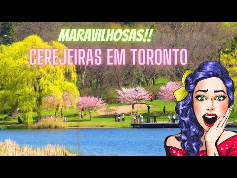 Florescer das Cerejeiras em Toronto: Uma Jornada pela Beleza da Primavera. Cherry Blossoms Troronto