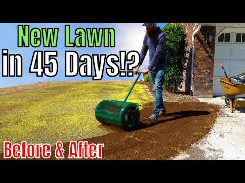 How to Plant a New Lawn with 4 Easy Steps!!!