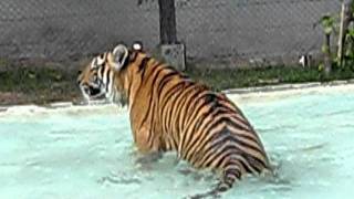In the tiger cage, Thailand.