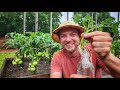 Easily Propagate Tomatoes 3 Simple Steps