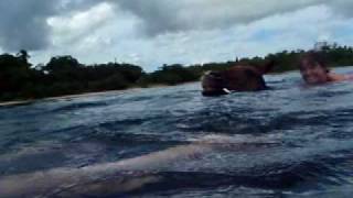 preview picture of video 'Swimming with horses at Rhodes Resort in Jamaica'