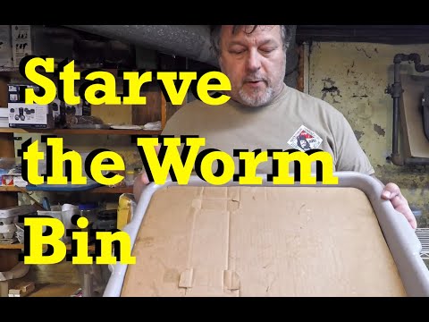 Start of starve stage.. 10 days since 110-day old bin's 10th feeding - vermicomposting