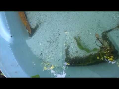 Reservatório de água com larvas de mosquito transmissor da dengue em Crissiumal