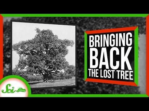 失われたアメリカ栗の木を持ち帰る (Bringing Back the Lost American Chestnut Tree)
