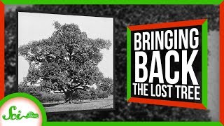 Bringing Back the Lost American Chestnut Tree