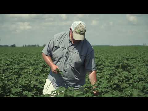 Tissue Sampling in Cotton