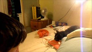 Death Metal Kitteh RARRr