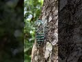 Sound of the cicada. Yaxha, Guatemala