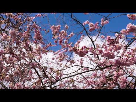 Emporenkonzert | Charles Tournemire "In Ascensione Domini"