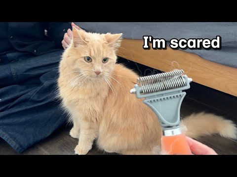 We thought we adopted a Sweet Senior Cat... WE WERE WRONG