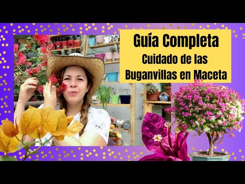 , title : 'Guía completa del cuidado de las Buganvillas o Buganvilias en macetas ♥️ por qué no florea'