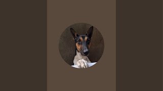 Download the video "Love Dogs  #DOG #DOGLOVER"