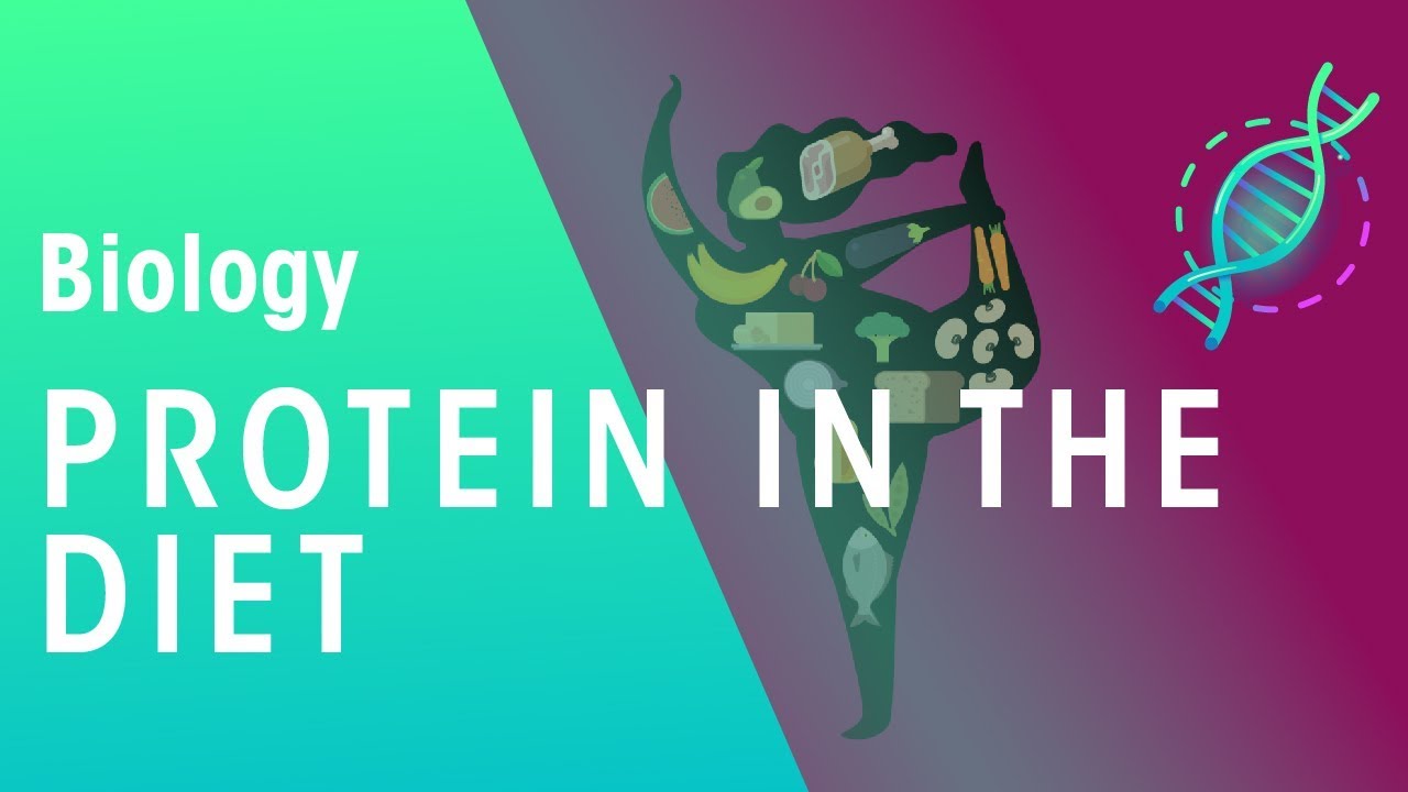 Protein in the diet | Health | Biology | FuseSchool