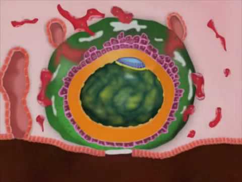 Implantação: Primeira e segunda semana de desenvolvimento embrionário humano