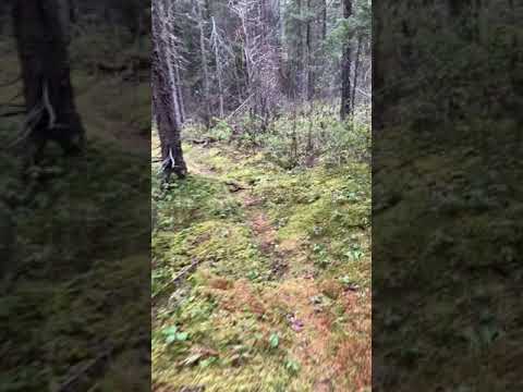 Therapy walk in the bush on the edge of town.