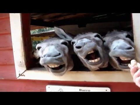 Burros poniendo caras divertidas